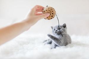 liten katt som försöker peta en leksak med en tass. foto