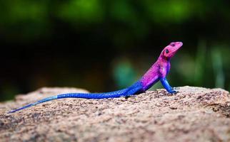 den mwanza platthövdade agama. serengeti, tanzania foto