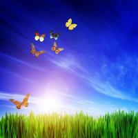 högupplöst bild av färskt grönt gräs, flygande fjärilar och blå himmel foto