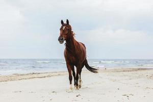 ensam vikhäst som travar på stranden vid havet. foto