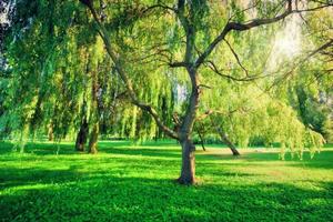 grön sommar park landskap. naturtema foto