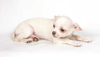 chihuahua valp på vit bakgrund foto