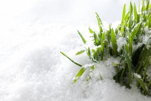 färskt grönt gräs växer form snö. vårstart foto