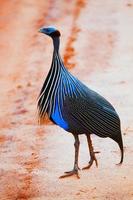 gampärlhönan. safari i Tsavo West, Kenya, Afrika foto