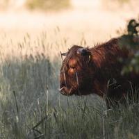 en ko på en åker på sommaren foto