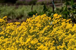 vårblommor i trädgården foto