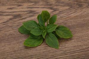 aromkrydda - gröna basilikablad foto