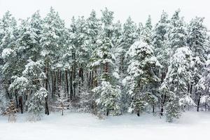 vinter skog bakgrund foto
