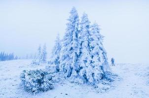 magisk vinter snö täckt träd
