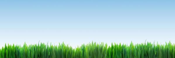 färskt grönt gräs panorama på klarblå himmel bakgrund foto