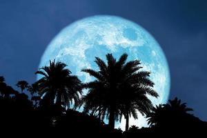 super blomma blå måne tillbaka siluett palmträd på natthimlen foto