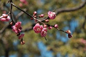 rosa plommonblomning på en gren med oskärpa bakgrund av grönt löv. den nationella blomman i republiken Kina foto