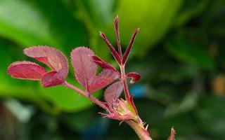 skönhet mjuka röda blad steg abstrakt form i botanik trädgård. symbol för kärlek i alla hjärtans dag. mjuk doftande aromflora. foto