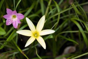 ovanifrån grupp av blommande färsk grandiflora rosa och gul blomma med gröna blad i botanik trädgård. foto