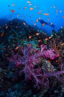 dykare simmar över korallrev