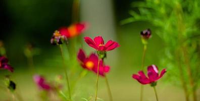 kosmos blommor, röda kosmos blommor som blommar i ett grönt fält. naturliga toner på dagtid foto