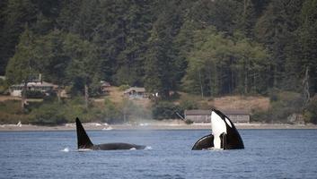 orca spy hop foto