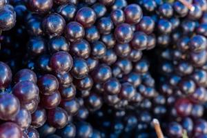 friska frukter röda vin druvor bakgrund foto