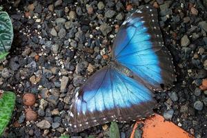 blå morpho fjäril, morpho peleides foto