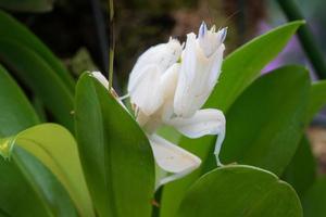 orkidémantis, hymenopus coronatus foto