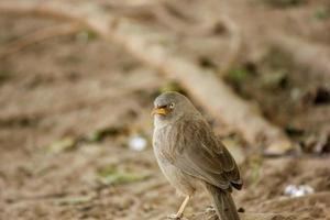 närbild av en djungel babbel på marken i keoladeo nationalpark i bharatpur foto