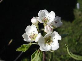 vårblommor blommade i trädgården i byn foto