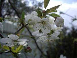 vårblommor blommade i trädgården i byn foto