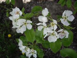 vårblommor blommade i trädgården i byn foto