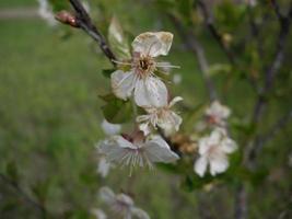 vårblommor blommade i trädgården i byn foto