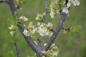 vårblommor blommade i trädgården i byn foto