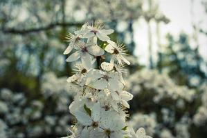 vackra vita blommor av körsbärsträd. foto