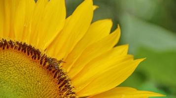 solrosor och bin som letar efter nektar foto