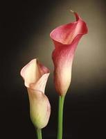 blommig stilleben i calla lily