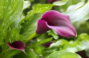 lila calla lily med många blad