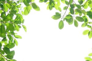 världens miljö day.green blad på en vit bakgrund foto