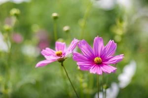 kosmosblommor som blommar i trädgården foto