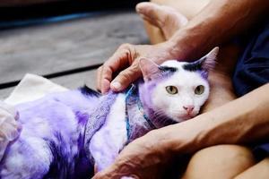 dermatit och behandla lila piller för katt med sjuk tinea eller ringmask på katthud. foto