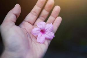vackra rosa blommor på kvinnans hand med solljus i trädgården foto