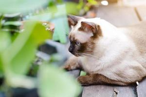 siames katt koppla av på trägolv med solljus i naturlig trädgård foto