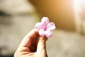 vackra rosa blommor på kvinnans hand med solljus i trädgården foto