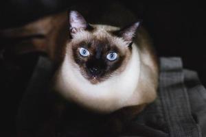 siames katt med blå ögon som sitter på golvet foto