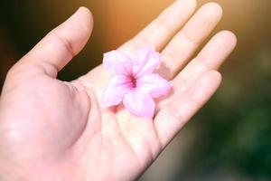 vackra rosa blommor på kvinnans hand med solljus i trädgården foto