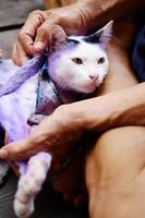 dermatit och behandla lila piller för katt med sjuk tinea eller ringmask på katthud. foto