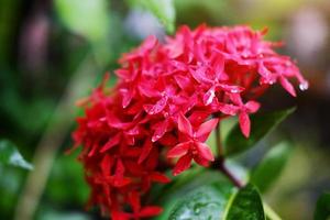 färska röda ixora-blommor med vattendaggdroppar och solljus i trädgården foto