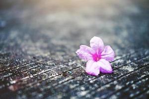 vackra rosa blommor med solljus som faller på betonggolv i trädgården foto