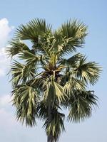 stor palmyra plam foto