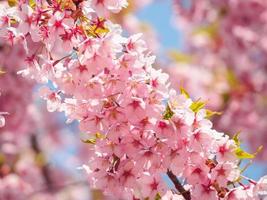 stort gäng rosa körsbärsblommor foto