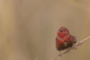 röd avadavat eller amandava amandava hanfågel som sitter på torra buskar i skogen. foto
