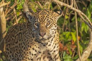 jaguar tittar ut från djungeln foto