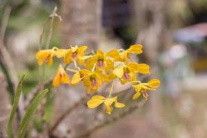 orkidé blommar skönhet i naturen foto